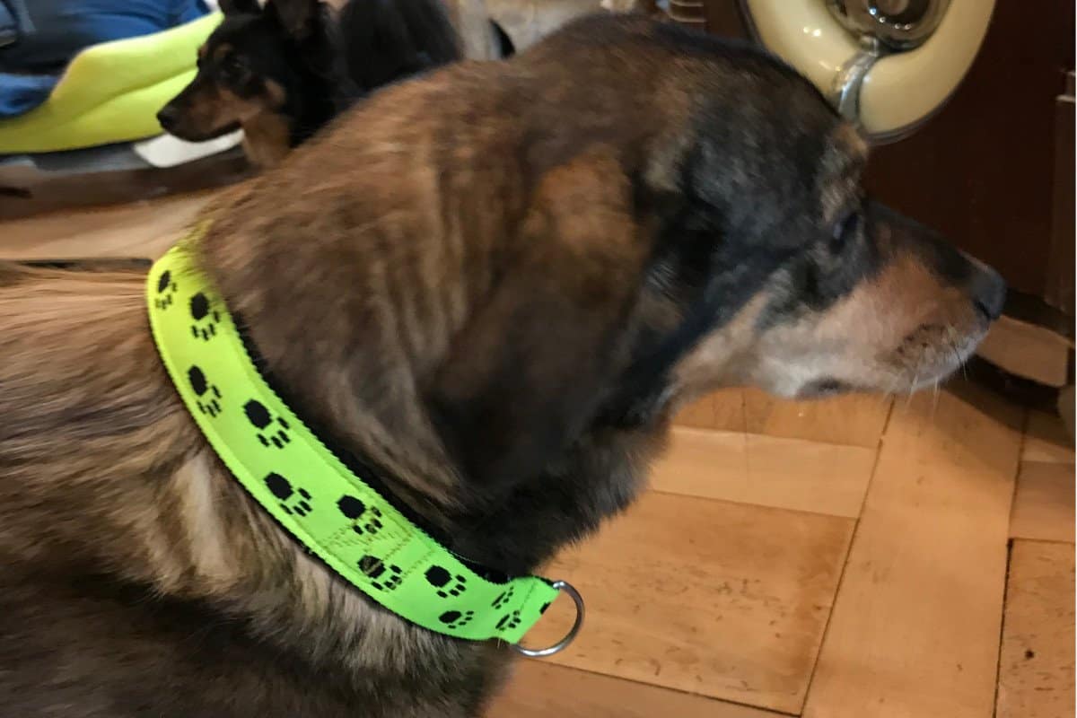Hundehalsband mit Pfoten in Leuchtgelb