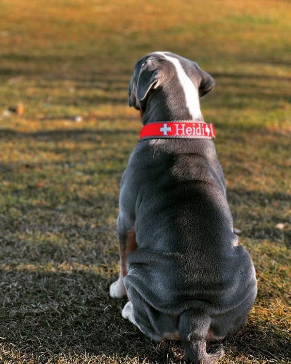 Hund namens Heidi mit Hundehalsband