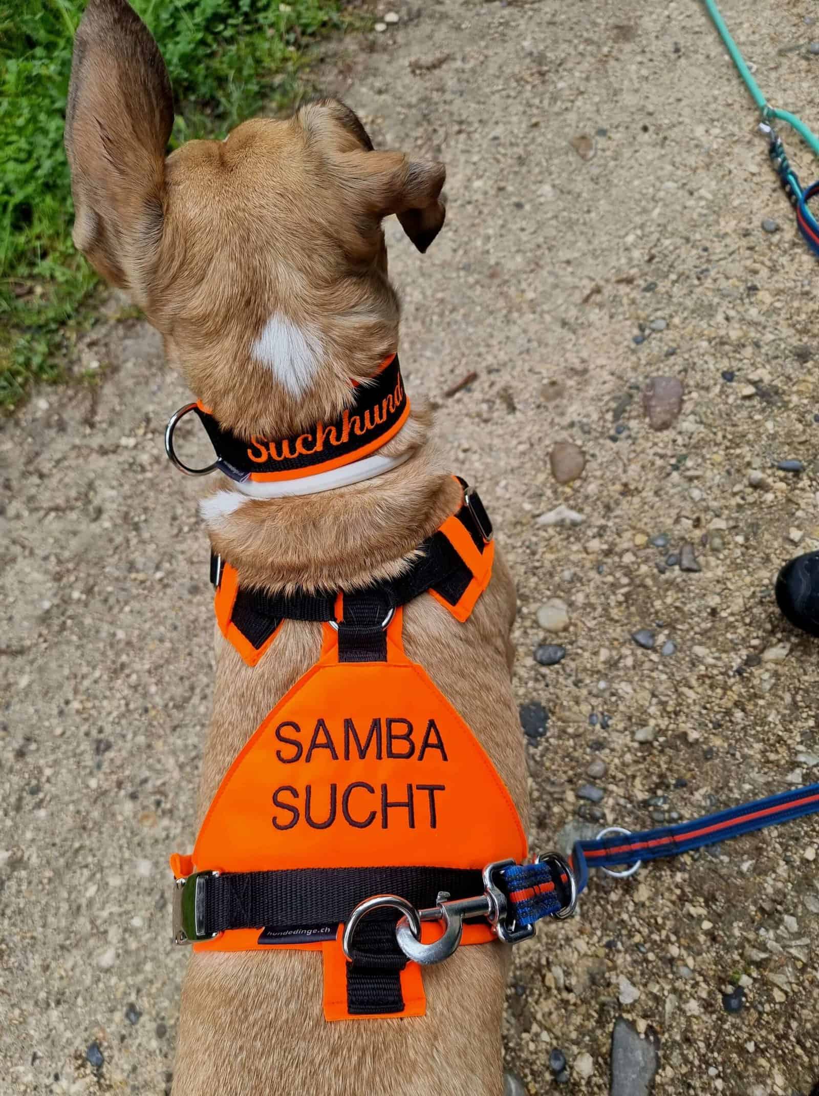 Samba Fährtenhund