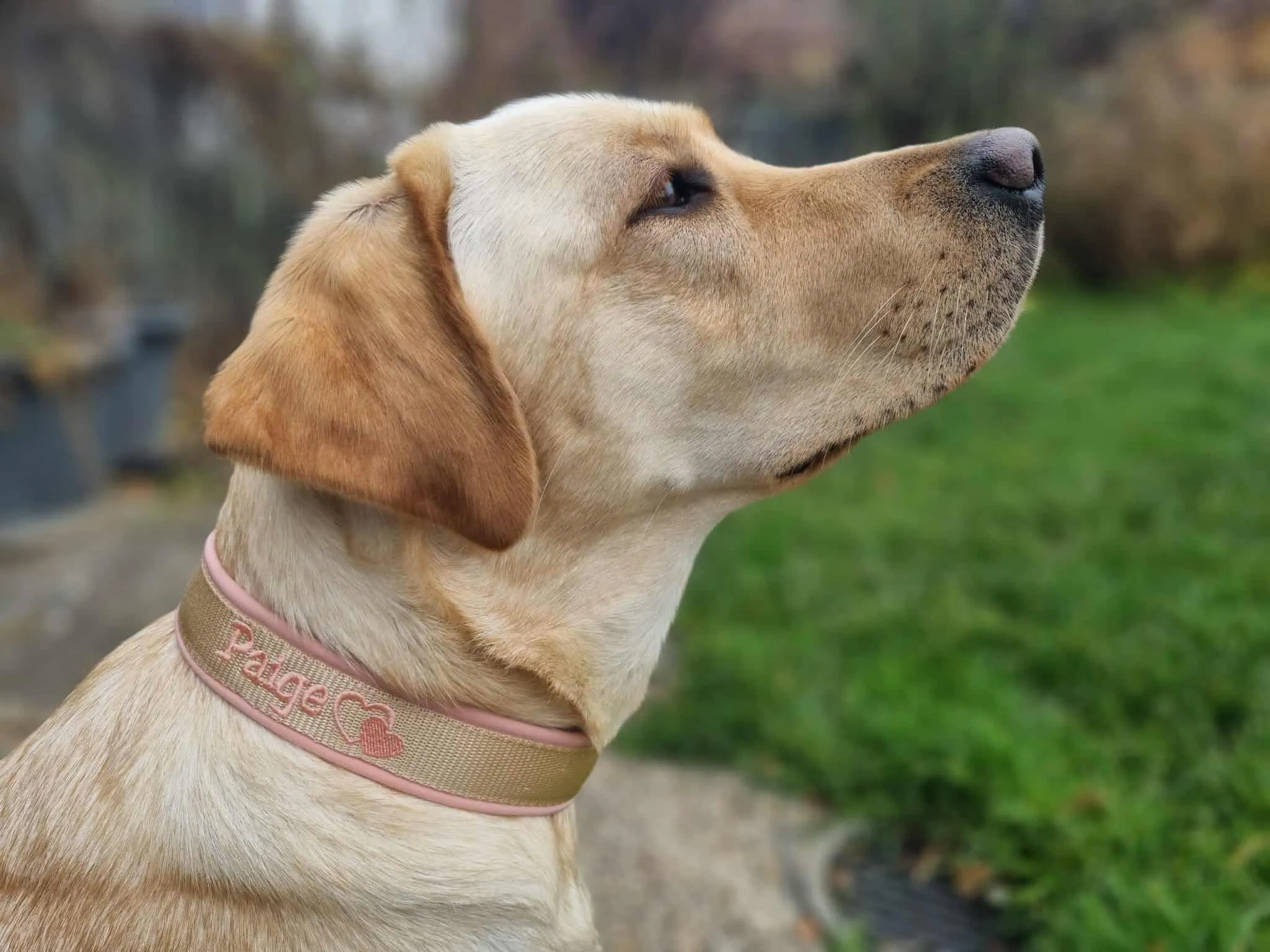 IMG_1778 Zugstopphalsband, Zugstopp-Halsbänder